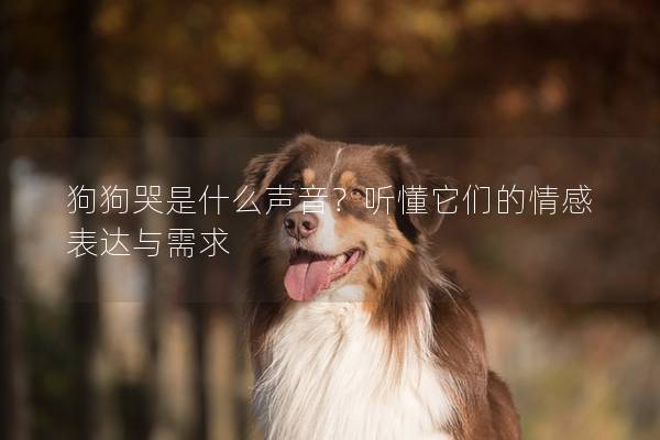 狗狗哭是什么声音？听懂它们的情感表达与需求