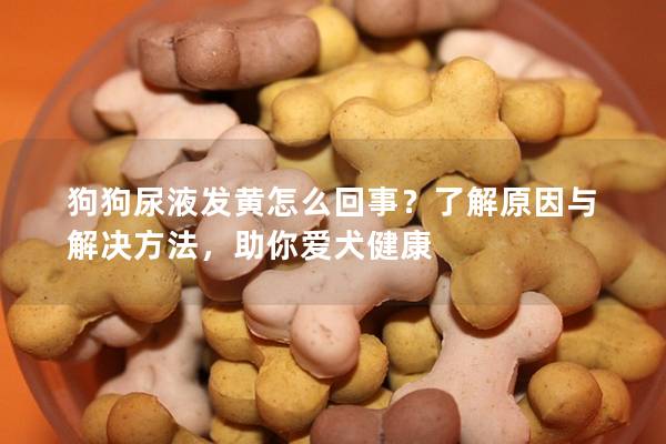 狗狗尿液发黄怎么回事？了解原因与解决方法，助你爱犬健康