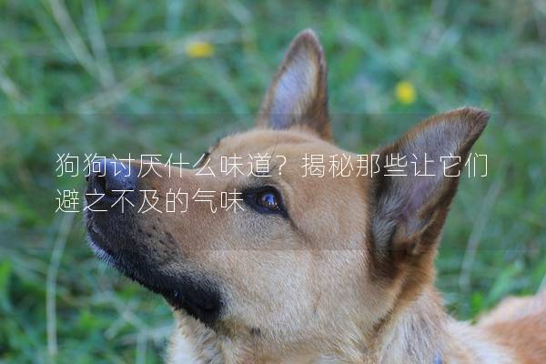 狗狗讨厌什么味道？揭秘那些让它们避之不及的气味