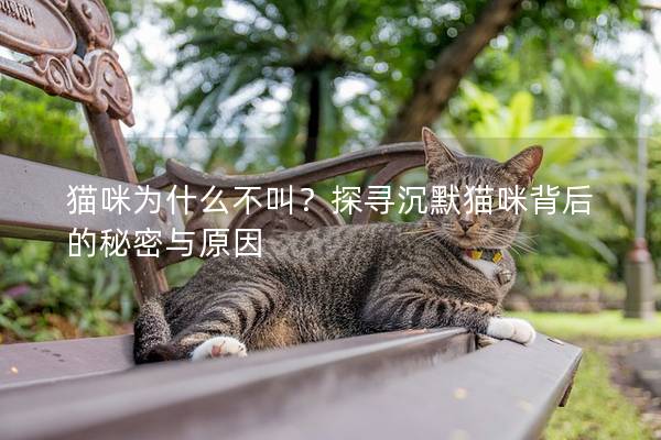 猫咪为什么不叫？探寻沉默猫咪背后的秘密与原因