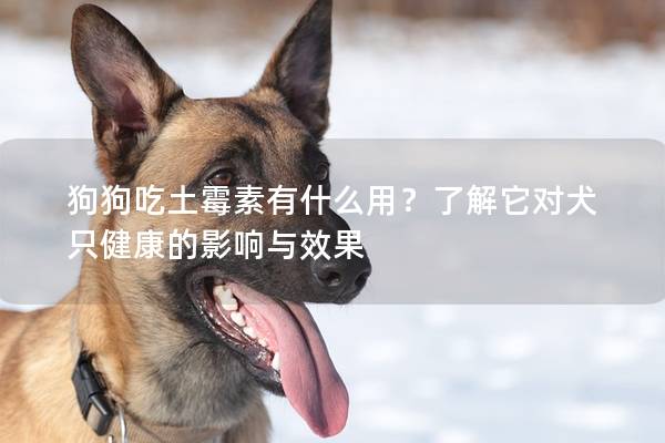 狗狗吃土霉素有什么用？了解它对犬只健康的影响与效果