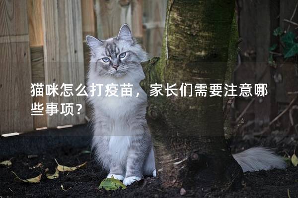 猫咪怎么打疫苗，家长们需要注意哪些事项？