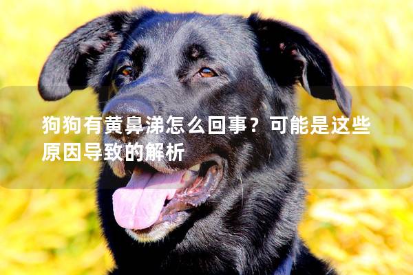 狗狗有黄鼻涕怎么回事？可能是这些原因导致的解析