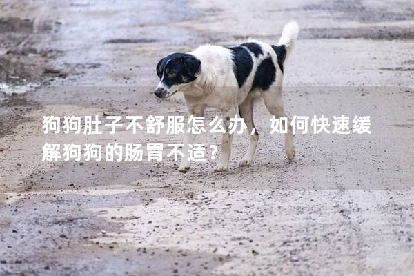 狗狗肚子不舒服怎么办，如何快速缓解狗狗的肠胃不适？