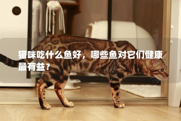 猫咪吃什么鱼好，哪些鱼对它们健康最有益？