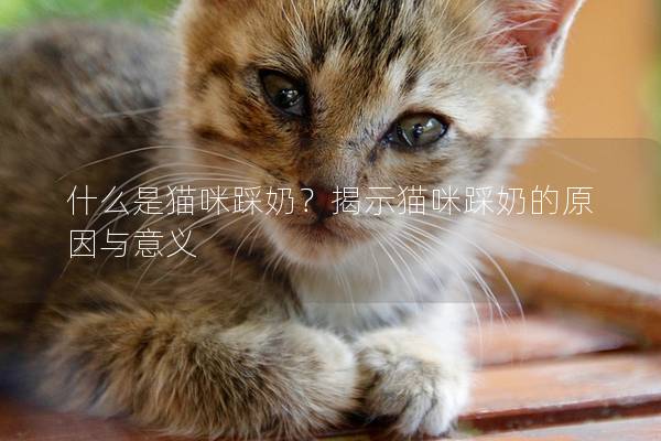 什么是猫咪踩奶？揭示猫咪踩奶的原因与意义