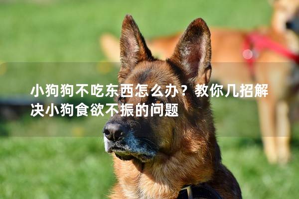 小狗狗不吃东西怎么办？教你几招解决小狗食欲不振的问题