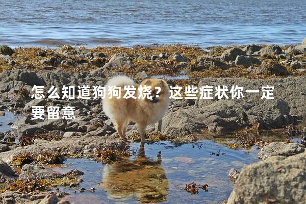 怎么知道狗狗发烧？这些症状你一定要留意