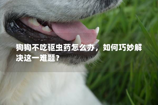 狗狗不吃驱虫药怎么办，如何巧妙解决这一难题？