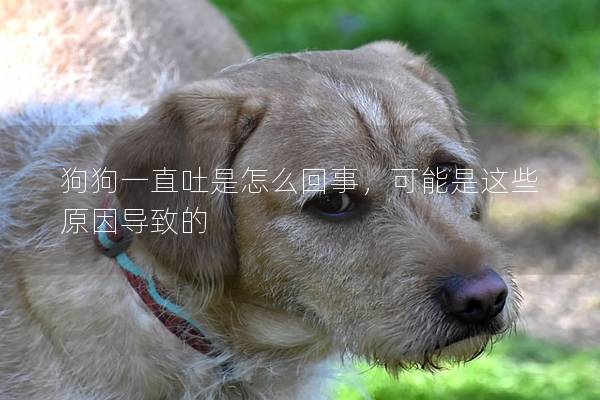 狗狗一直吐是怎么回事，可能是这些原因导致的