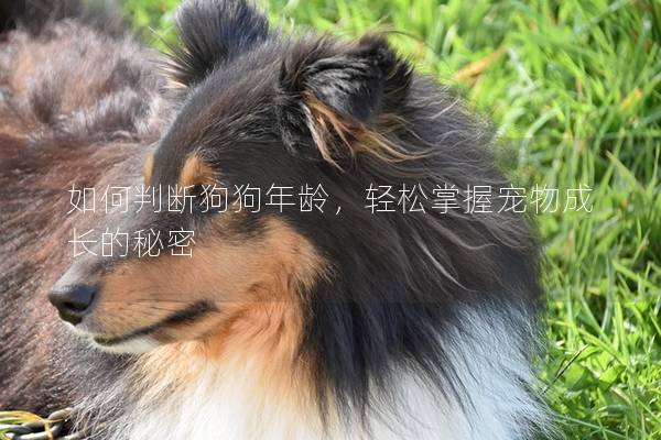 如何判断狗狗年龄，轻松掌握宠物成长的秘密
