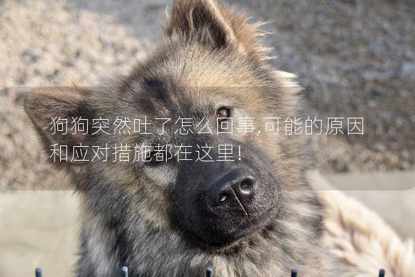 狗狗突然吐了怎么回事,可能的原因和应对措施都在这里!