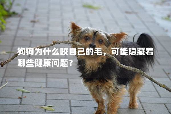 狗狗为什么咬自己的毛，可能隐藏着哪些健康问题？