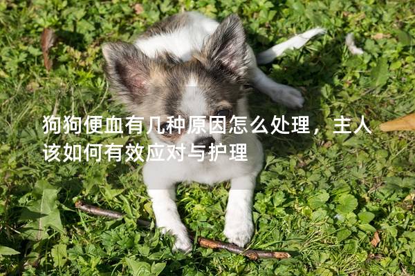 狗狗便血有几种原因怎么处理，主人该如何有效应对与护理