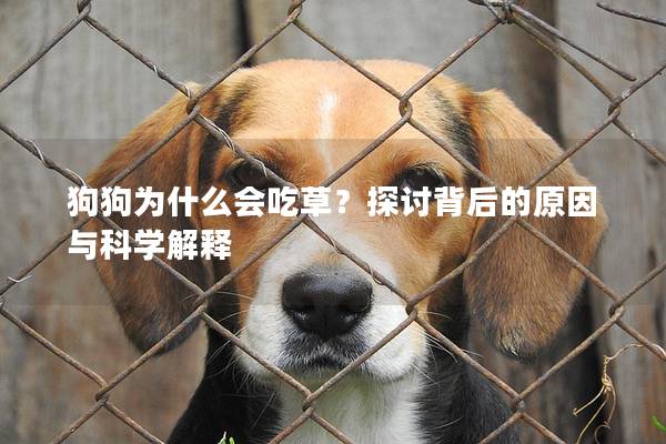 狗狗为什么会吃草？探讨背后的原因与科学解释