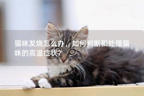 猫咪发烧怎么办，如何判断和处理猫咪的高温症状？