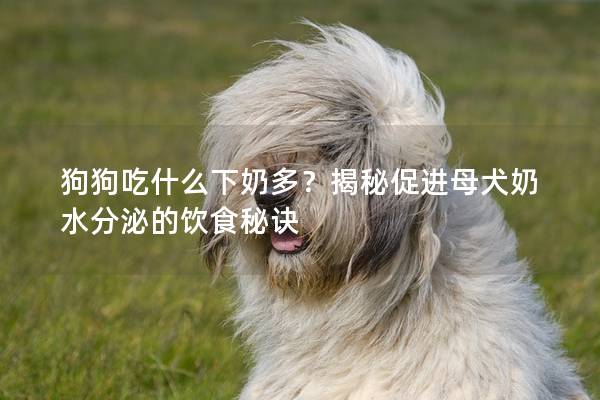 狗狗吃什么下奶多？揭秘促进母犬奶水分泌的饮食秘诀