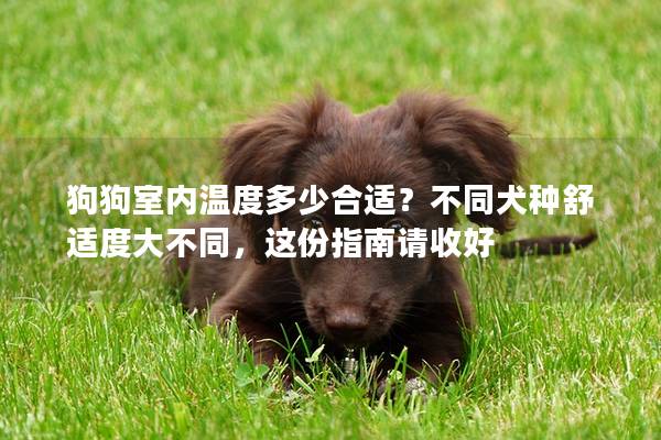 狗狗室内温度多少合适？不同犬种舒适度大不同，这份指南请收好