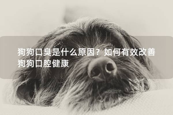 狗狗口臭是什么原因？如何有效改善狗狗口腔健康