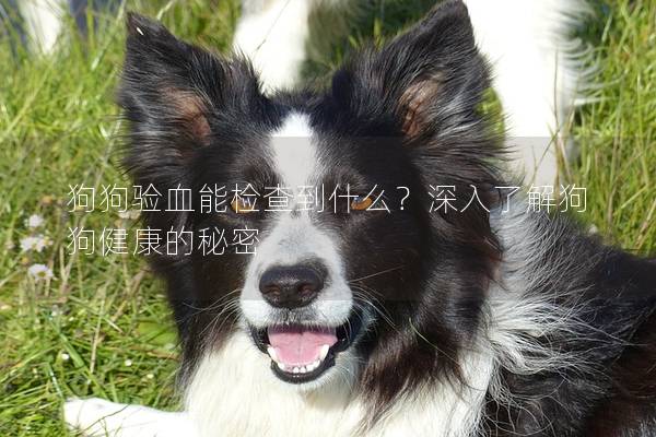 狗狗验血能检查到什么？深入了解狗狗健康的秘密