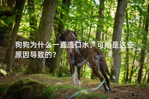 狗狗为什么一直流口水，可能是这些原因导致的？