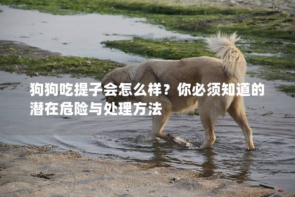 狗狗吃提子会怎么样？你必须知道的潜在危险与处理方法