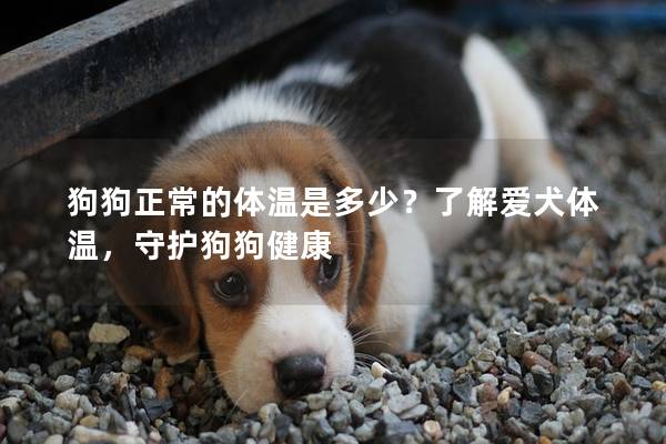 狗狗正常的体温是多少？了解爱犬体温，守护狗狗健康