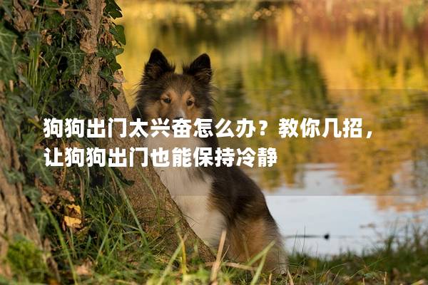 狗狗出门太兴奋怎么办？教你几招，让狗狗出门也能保持冷静