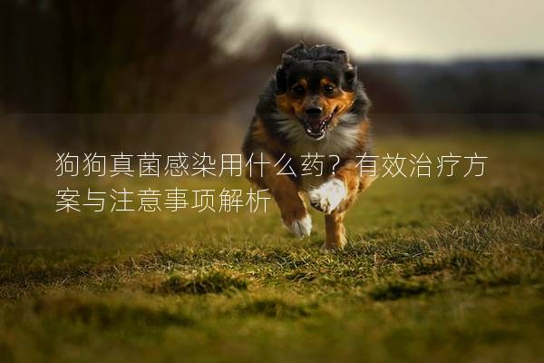 狗狗真菌感染用什么药？有效治疗方案与注意事项解析