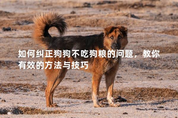 如何纠正狗狗不吃狗粮的问题，教你有效的方法与技巧