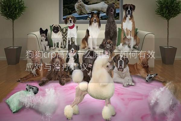 狗狗crp高是什么原因，如何有效应对与治疗建议