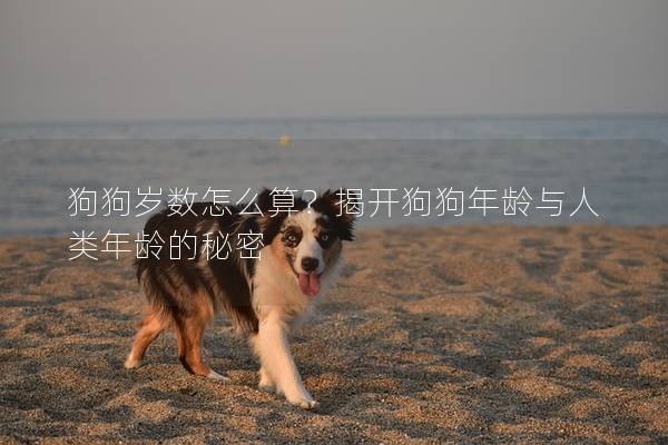 狗狗岁数怎么算？揭开狗狗年龄与人类年龄的秘密
