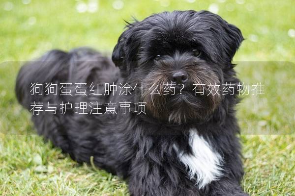 狗狗蛋蛋红肿涂什么药？有效药物推荐与护理注意事项