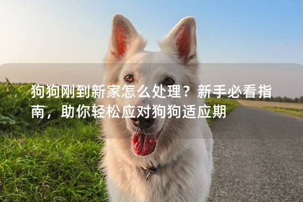 狗狗刚到新家怎么处理？新手必看指南，助你轻松应对狗狗适应期