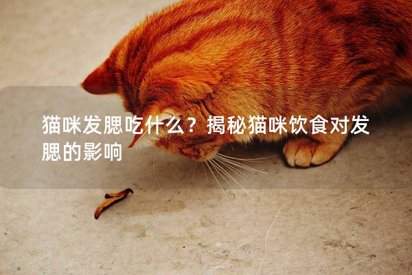 猫咪发腮吃什么？揭秘猫咪饮食对发腮的影响