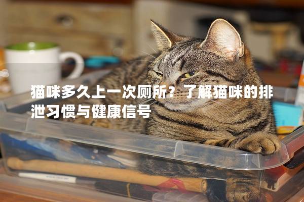猫咪多久上一次厕所？了解猫咪的排泄习惯与健康信号
