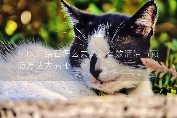 猫咪牙结石怎么去除？有效清洁与预防方法大揭秘