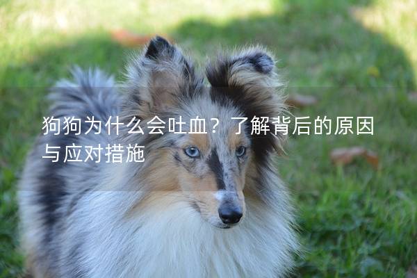 狗狗为什么会吐血？了解背后的原因与应对措施