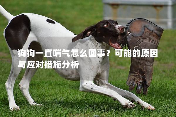 狗狗一直喘气怎么回事？可能的原因与应对措施分析