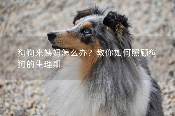 狗狗来姨妈怎么办？教你如何照顾狗狗的生理期