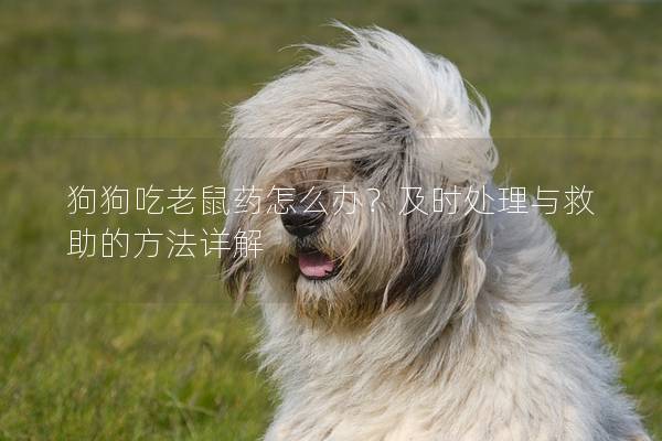 狗狗吃老鼠药怎么办？及时处理与救助的方法详解