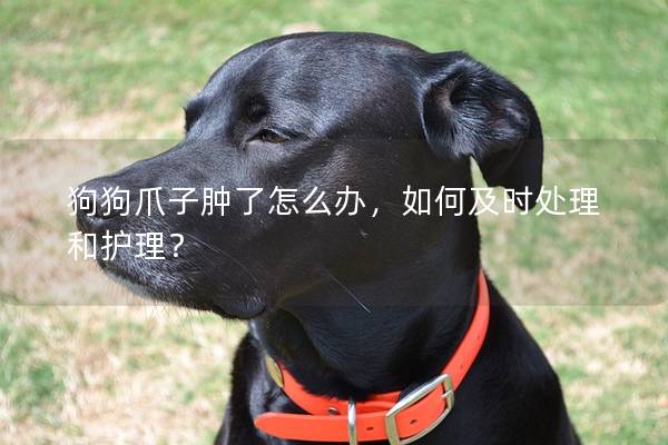 狗狗爪子肿了怎么办，如何及时处理和护理？