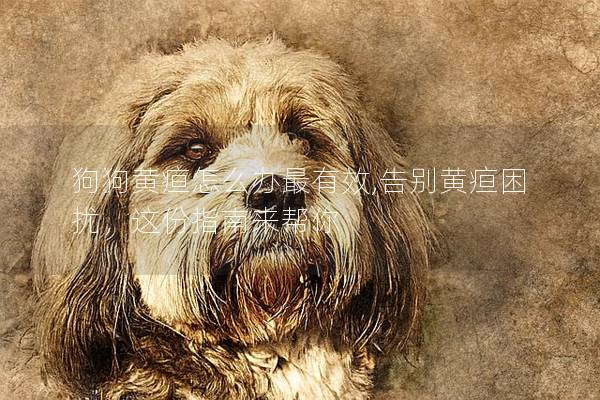 狗狗黄疸怎么办最有效,告别黄疸困扰，这份指南来帮你
