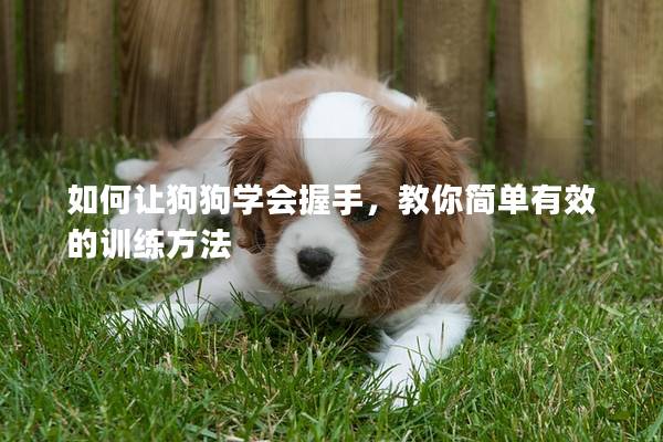 如何让狗狗学会握手，教你简单有效的训练方法
