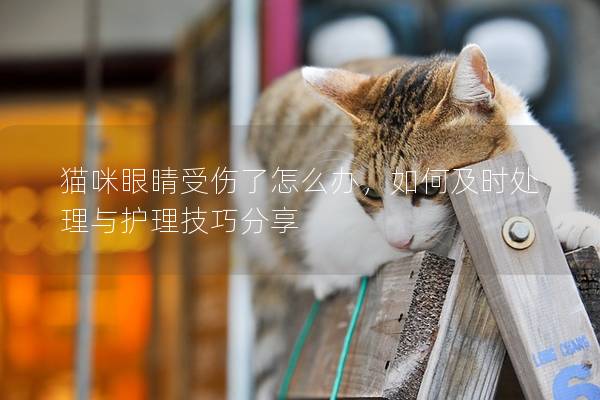 猫咪眼睛受伤了怎么办，如何及时处理与护理技巧分享