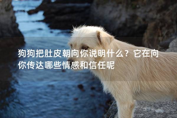 狗狗把肚皮朝向你说明什么？它在向你传达哪些情感和信任呢