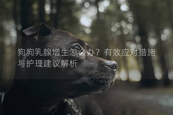 狗狗乳腺增生怎么办？有效应对措施与护理建议解析