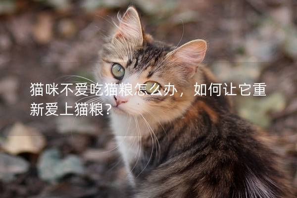 猫咪不爱吃猫粮怎么办，如何让它重新爱上猫粮？