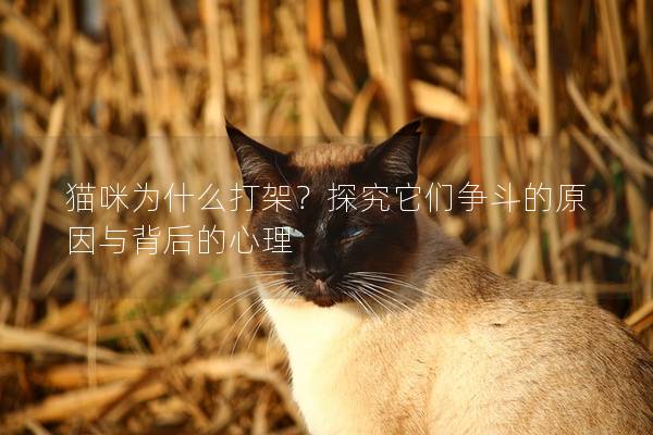 猫咪为什么打架？探究它们争斗的原因与背后的心理