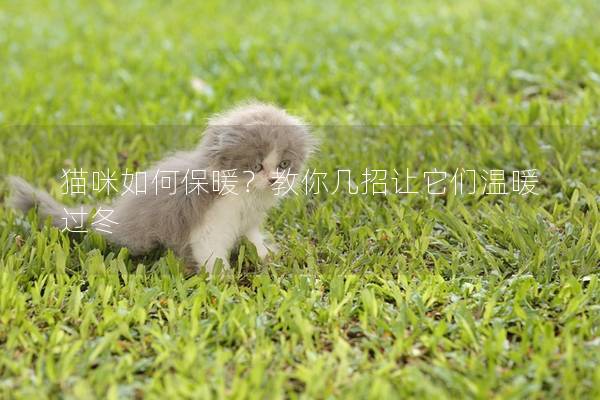 猫咪如何保暖？教你几招让它们温暖过冬